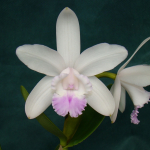 Cattleya intermedia